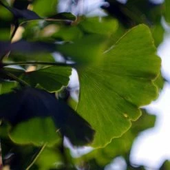 Ginkgo Biloba | Maidenhair Tree 14 Ginkgo Biloba | Maidenhair Tree -Roots Shop TR0147 add image 3 7be3