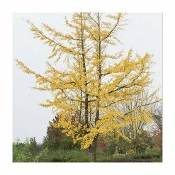 Ginkgo Biloba | Maidenhair Tree 15 Ginkgo Biloba | Maidenhair Tree -Roots Shop TR0147 add image 4 40d7
