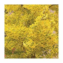 Ginkgo Biloba | Maidenhair Tree 16 Ginkgo Biloba | Maidenhair Tree -Roots Shop TR0147 add image 5 4cf5