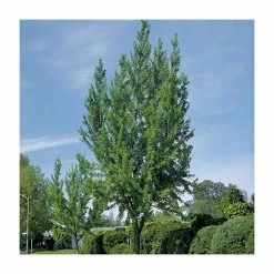 Ginkgo Biloba | Maidenhair Tree 17 Ginkgo Biloba | Maidenhair Tree -Roots Shop TR0147 add image 6 300a