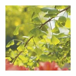 Ginkgo Biloba | Maidenhair Tree 19 Ginkgo Biloba | Maidenhair Tree -Roots Shop TR0147 add image 8 6468