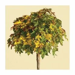 Liquidambar styraciflua 'Gum Ball' | Sweet Gum Tree | 18L Pot | 120-150cm Half Standard 7 Liquidambar styraciflua 'Gum Ball' | Sweet Gum Tree | 18L Pot | 120-150cm Half Standard -Roots Shop TR015018L add image 1 850a
