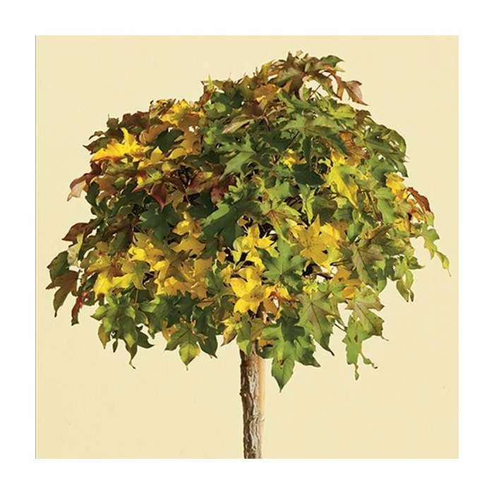 Liquidambar styraciflua 'Gum Ball' | Sweet Gum Tree | 18L Pot | 120-150cm Half Standard 3 Liquidambar styraciflua 'Gum Ball' | Sweet Gum Tree | 18L Pot | 120-150cm Half Standard - Image 3