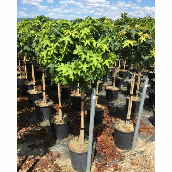 Liquidambar styraciflua 'Gum Ball' | Sweet Gum Tree | 18L Pot | 120-150cm Half Standard 4 Liquidambar styraciflua 'Gum Ball' | Sweet Gum Tree | 18L Pot | 120-150cm Half Standard - Image 4