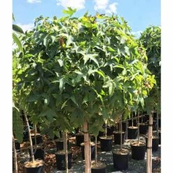 Liquidambar styraciflua 'Gum Ball' | Sweet Gum Tree | 18L Pot | 120-150cm Half Standard 9 Liquidambar styraciflua 'Gum Ball' | Sweet Gum Tree | 18L Pot | 120-150cm Half Standard -Roots Shop TR015018L add image 3 1715