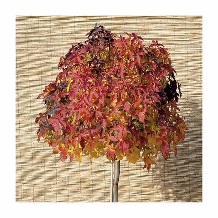 Liquidambar styraciflua 'Gum Ball' | Sweet Gum Tree | 18L Pot | 120-150cm Half Standard 1 Liquidambar styraciflua 'Gum Ball' | Sweet Gum Tree | 18L Pot | 120-150cm Half Standard