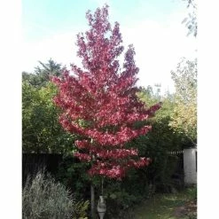 Liquidambar styraciflua | Sweet Gum Tree 9 Liquidambar styraciflua | Sweet Gum Tree -Roots Shop TR0150 add image 1 1adf