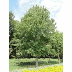 Liquidambar styraciflua | Sweet Gum Tree 12 Liquidambar styraciflua | Sweet Gum Tree -Roots Shop TR0150 add image 4 bf5d