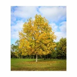 Liriodendron tulipifera | Tulip Tree