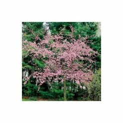 Malus floribunda | Crabapple Tree 9 Malus floribunda | Crabapple Tree -Roots Shop TR01559L add image 1 c451