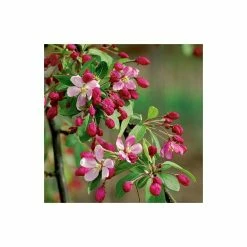 Malus floribunda | Crabapple Tree 10 Malus floribunda | Crabapple Tree -Roots Shop TR01559L add image 2 da00