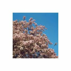 Malus floribunda | Crabapple Tree 11 Malus floribunda | Crabapple Tree -Roots Shop TR01559L add image 3 8d5e
