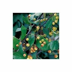 Malus floribunda | Crabapple Tree 12 Malus floribunda | Crabapple Tree -Roots Shop TR01559L add image 4 1c75