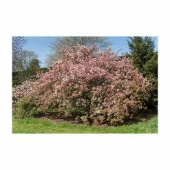 Malus floribunda | Crabapple Tree 13 Malus floribunda | Crabapple Tree -Roots Shop TR01559L add image 5 3cbb