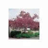 Malus floribunda | Crabapple Tree
