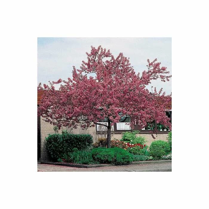 Malus floribunda | Crabapple Tree 1 Malus floribunda | Crabapple Tree