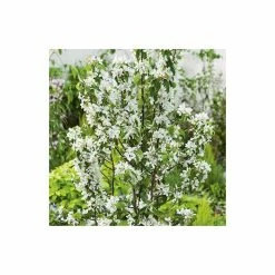 Malus 'John Downie' | Crab Apple Tree | 12L Pot | 150-180cm | By Frank P Matthews 6 Malus 'John Downie' | Crab Apple Tree | 12L Pot | 150-180cm | By Frank P Matthews -Roots Shop TR015712L add image 1 c8ed