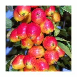 Malus 'John Downie' | Crab Apple Tree | 12L Pot | 150-180cm | By Frank P Matthews 7 Malus 'John Downie' | Crab Apple Tree | 12L Pot | 150-180cm | By Frank P Matthews -Roots Shop TR015712L add image 2 491c