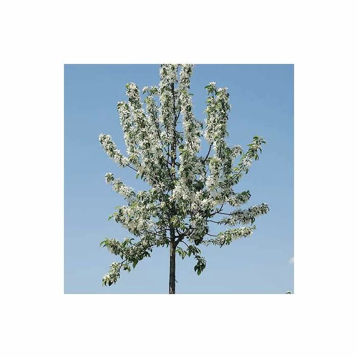 Malus 'John Downie' | Crab Apple Tree | 12L Pot | 150-180cm | By Frank P Matthews 1 Malus 'John Downie' | Crab Apple Tree | 12L Pot | 150-180cm | By Frank P Matthews