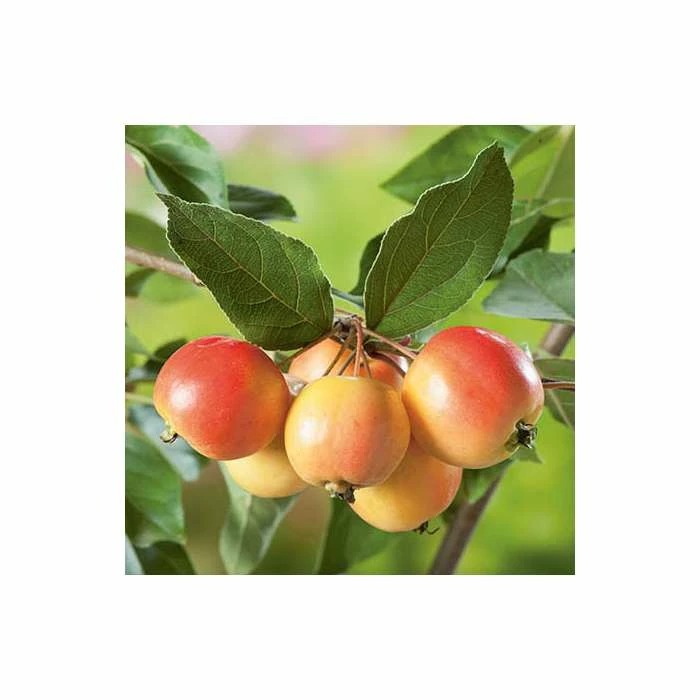 Malus 'John Downie' | Crab Apple Tree | 12L Pot | 150-180cm | By Frank P Matthews 2 Malus 'John Downie' | Crab Apple Tree | 12L Pot | 150-180cm | By Frank P Matthews - Image 2
