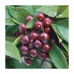 Malus x moerlandsii 'Profusion' | Crabapple Tree -Roots Shop TR01599L add image 1 de77