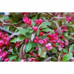 Malus x moerlandsii 'Profusion' | Crabapple Tree -Roots Shop TR01599L add image 2 5431