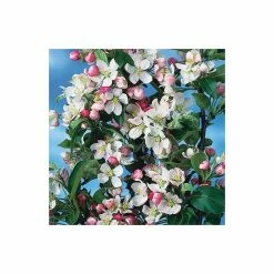 Malus x zumi 'Golden Hornet' | Crab Apple Tree | 12L Pot | 150-180cm | By Frank P Matthews 9 Malus x zumi 'Golden Hornet' | Crab Apple Tree | 12L Pot | 150-180cm | By Frank P Matthews -Roots Shop TR016612L add image 3 32d2