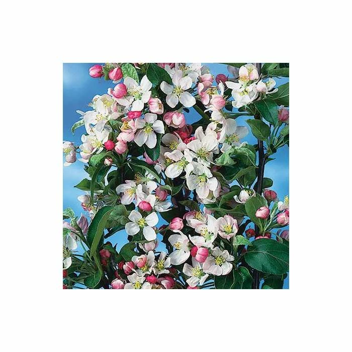 Malus x zumi 'Golden Hornet' | Crab Apple Tree | 12L Pot | 150-180cm | By Frank P Matthews 5 Malus x zumi 'Golden Hornet' | Crab Apple Tree | 12L Pot | 150-180cm | By Frank P Matthews - Image 5