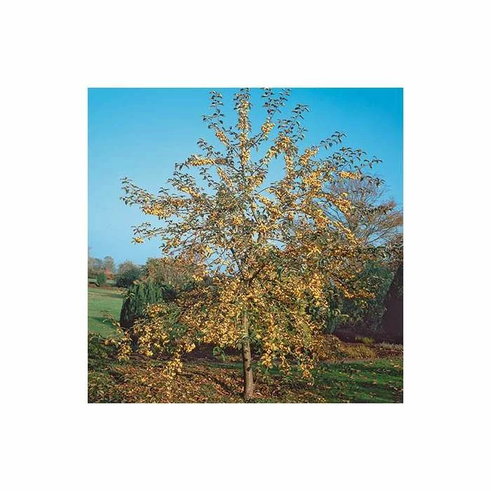 Malus x zumi 'Golden Hornet' | Crab Apple Tree | 12L Pot | 150-180cm | By Frank P Matthews 1 Malus x zumi 'Golden Hornet' | Crab Apple Tree | 12L Pot | 150-180cm | By Frank P Matthews