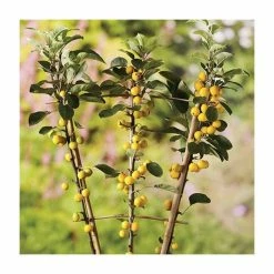 Malus x zumi 'Golden Hornet' | Crabapple Tree 9 Malus x zumi 'Golden Hornet' | Crabapple Tree -Roots Shop TR0166 add image 1 74e6
