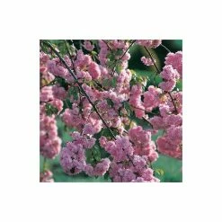 Prunus 'Kiku Shidare Zakura' | Cherry Blossom Tree 10 Prunus 'Kiku Shidare Zakura' | Cherry Blossom Tree -Roots Shop TR017312L add image 1 339e