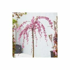Prunus 'Kiku Shidare Zakura' | Cherry Blossom Tree 11 Prunus 'Kiku Shidare Zakura' | Cherry Blossom Tree -Roots Shop TR017312L add image 2 328e