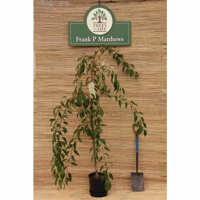 Prunus 'Kiku Shidare Zakura' | Cherry Blossom Tree 8 Prunus 'Kiku Shidare Zakura' | Cherry Blossom Tree - Image 8