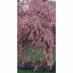 Prunus pendula 'Pendula Rubra' | Cherry Blossom Tree -Roots Shop TR0176 add image 3 a104
