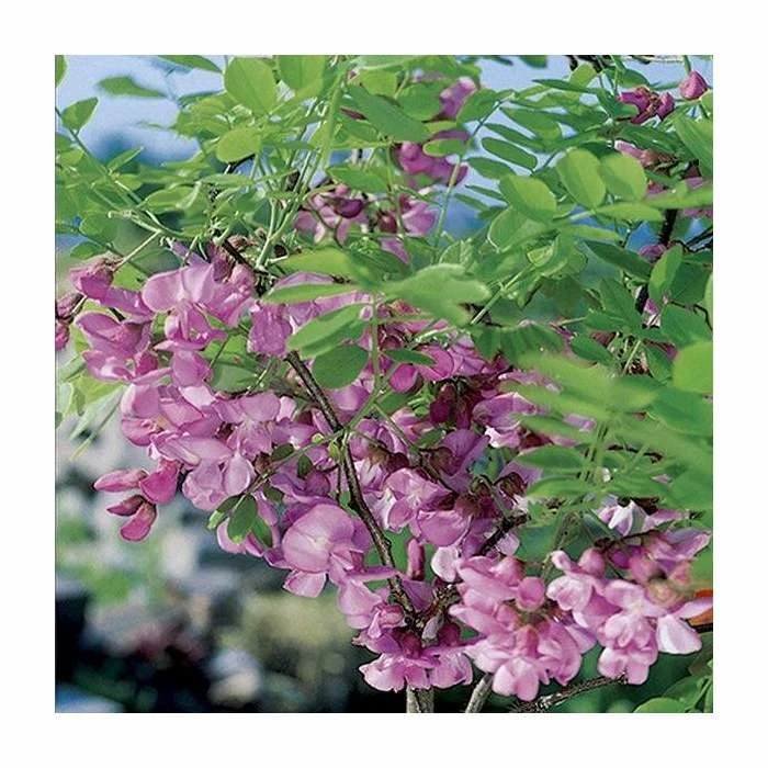 Robinia × margaretta Casque Rouge | Pink Cascade False Acacia | 9L Pot | 120-150cm 2 Robinia × margaretta Casque Rouge | Pink Cascade False Acacia | 9L Pot | 120-150cm - Image 2