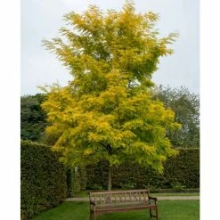 Golden False Acacia | Robinia Pseudoacacia 'Frisia' -Roots Shop TR019212L add image 1 3c40