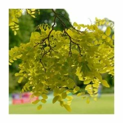 Golden False Acacia | Robinia Pseudoacacia 'Frisia' -Roots Shop TR019212L add image 2 c05d