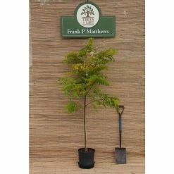 Golden False Acacia | Robinia Pseudoacacia 'Frisia' -Roots Shop TR019212L add image 3 22de