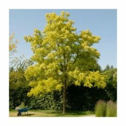 Golden False Acacia | Robinia Pseudoacacia 'Frisia'