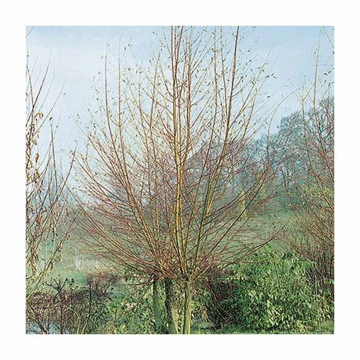 Salix alba 'Britzenis' | Willow Tree 1 Salix alba 'Britzenis' | Willow Tree