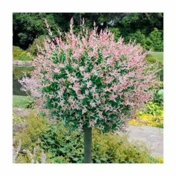 Salix integra 'Hakuro-nishiki' | Flamingo Willow Tree | 4L Pot | 120-150cm 8 Salix integra 'Hakuro-nishiki' | Flamingo Willow Tree | 4L Pot | 120-150cm -Roots Shop TR0196 add image 1 313f