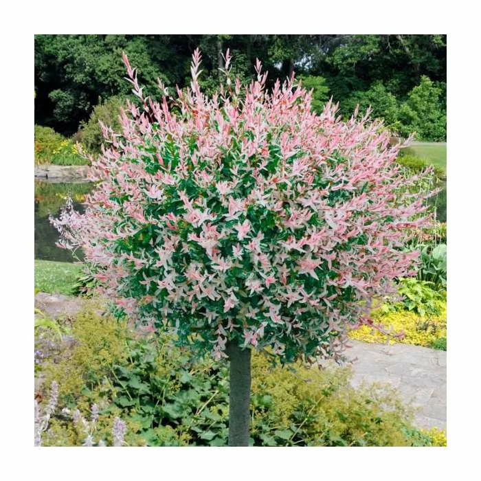 Salix integra 'Hakuro-nishiki' | Flamingo Willow Tree | 4L Pot | 120-150cm 3 Salix integra 'Hakuro-nishiki' | Flamingo Willow Tree | 4L Pot | 120-150cm - Image 3