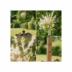 Salix integra 'Hakuro-nishiki' | Flamingo Willow Tree | 4L Pot | 120-150cm 11 Salix integra 'Hakuro-nishiki' | Flamingo Willow Tree | 4L Pot | 120-150cm -Roots Shop TR0196 add image 4 fa4b
