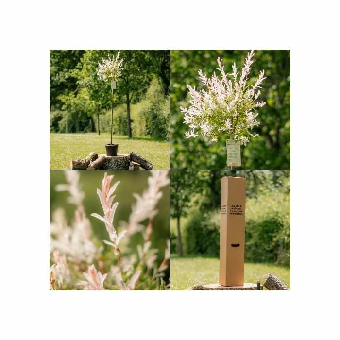 Salix integra 'Hakuro-nishiki' | Flamingo Willow Tree | 4L Pot | 120-150cm 6 Salix integra 'Hakuro-nishiki' | Flamingo Willow Tree | 4L Pot | 120-150cm - Image 6