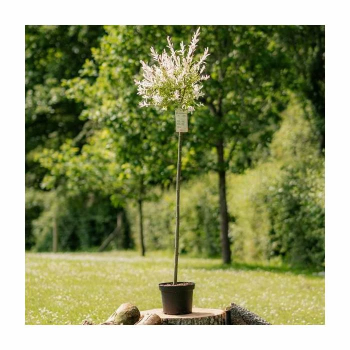 Salix integra 'Hakuro-nishiki' | Flamingo Willow Tree | 4L Pot | 120-150cm 1 Salix integra 'Hakuro-nishiki' | Flamingo Willow Tree | 4L Pot | 120-150cm