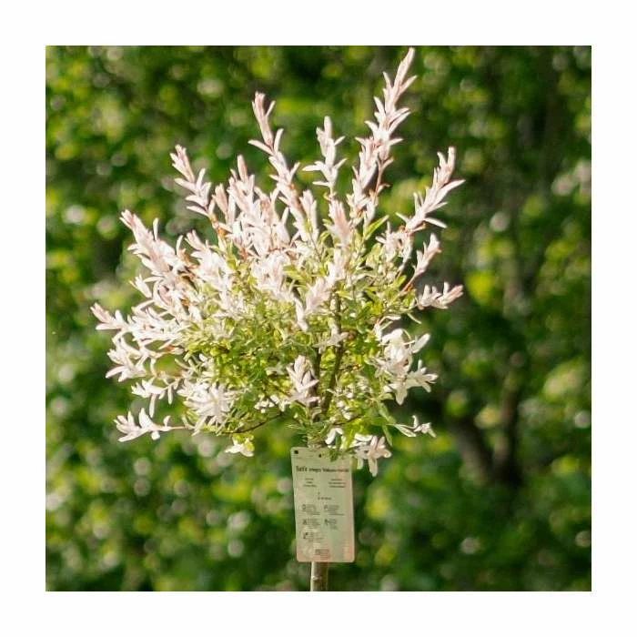 Salix integra 'Hakuro-nishiki' | Flamingo Willow Tree | 4L Pot | 120-150cm 2 Salix integra 'Hakuro-nishiki' | Flamingo Willow Tree | 4L Pot | 120-150cm - Image 2