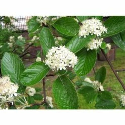 Sorbus aria 'Lutescens' | Whitebeam Rowan Tree | 12L Pot | 150-180cm | By Frank P Matthews -Roots Shop TR019712L add image 1 4e60