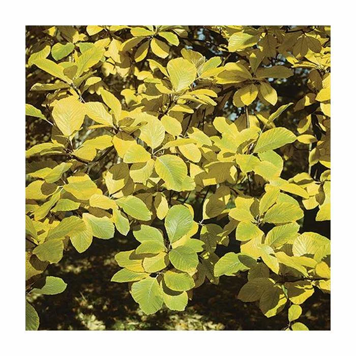 Sorbus aria 'Lutescens' | Rowan Tree 2 Sorbus aria 'Lutescens' | Rowan Tree - Image 2