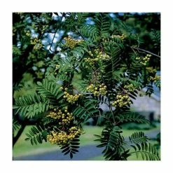 Sorbus 'Joseph Rock' | Mountian Ash Rowan Tree | 12L Pot | 150-180cm | By Frank P Matthews 7 Sorbus 'Joseph Rock' | Mountian Ash Rowan Tree | 12L Pot | 150-180cm | By Frank P Matthews -Roots Shop TR020312L add image 1 2bee