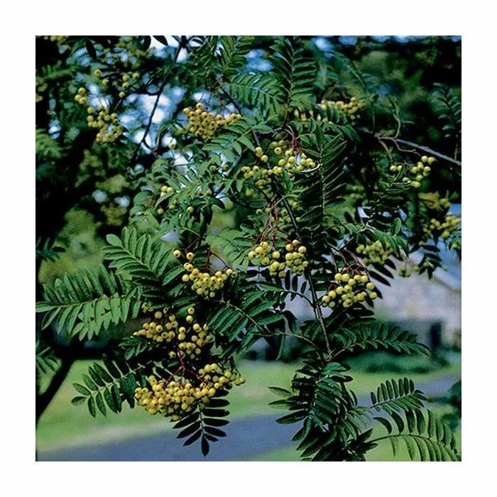 Sorbus 'Joseph Rock' | Mountian Ash Rowan Tree | 12L Pot | 150-180cm | By Frank P Matthews 3 Sorbus 'Joseph Rock' | Mountian Ash Rowan Tree | 12L Pot | 150-180cm | By Frank P Matthews - Image 3